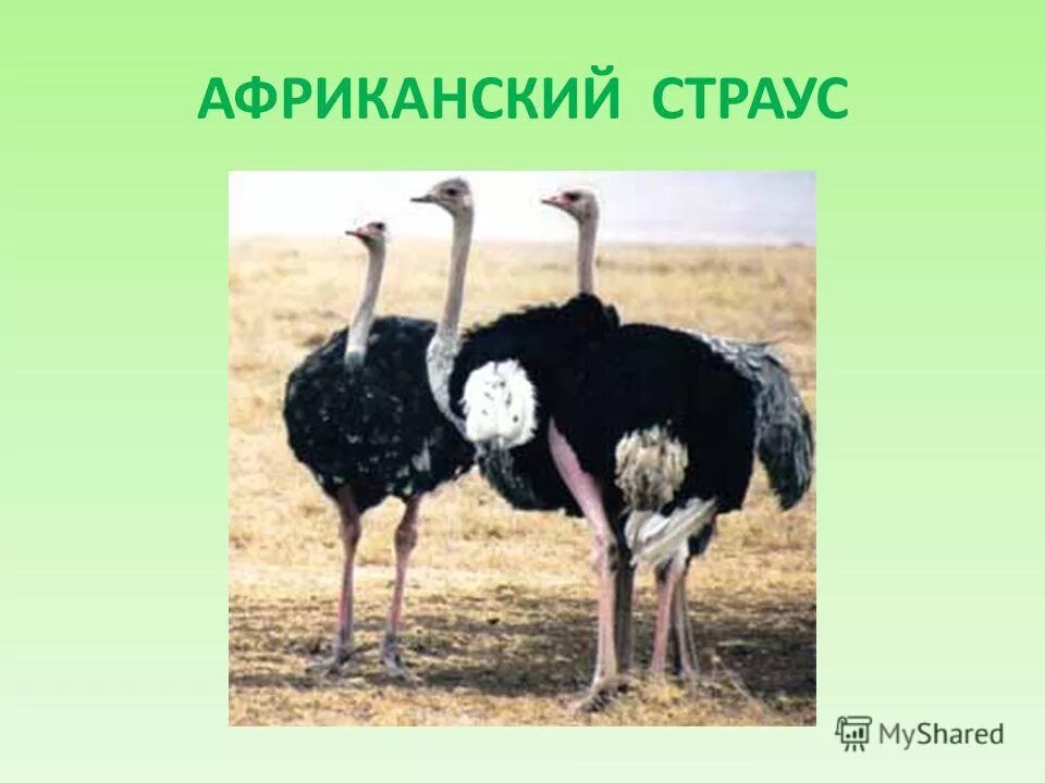 Страус согласные звуки. Загадка про страуса. Загадка про страуса для детей. Детская загадка про страуса. Загадки про страусов.