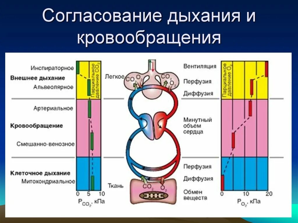 Основные стадии процесса дыхания. Этапы процесса дыхания физиология. Схема этапы дыхания. Процесс дыхания человека схема. Последовательность этапов процесса дыхания