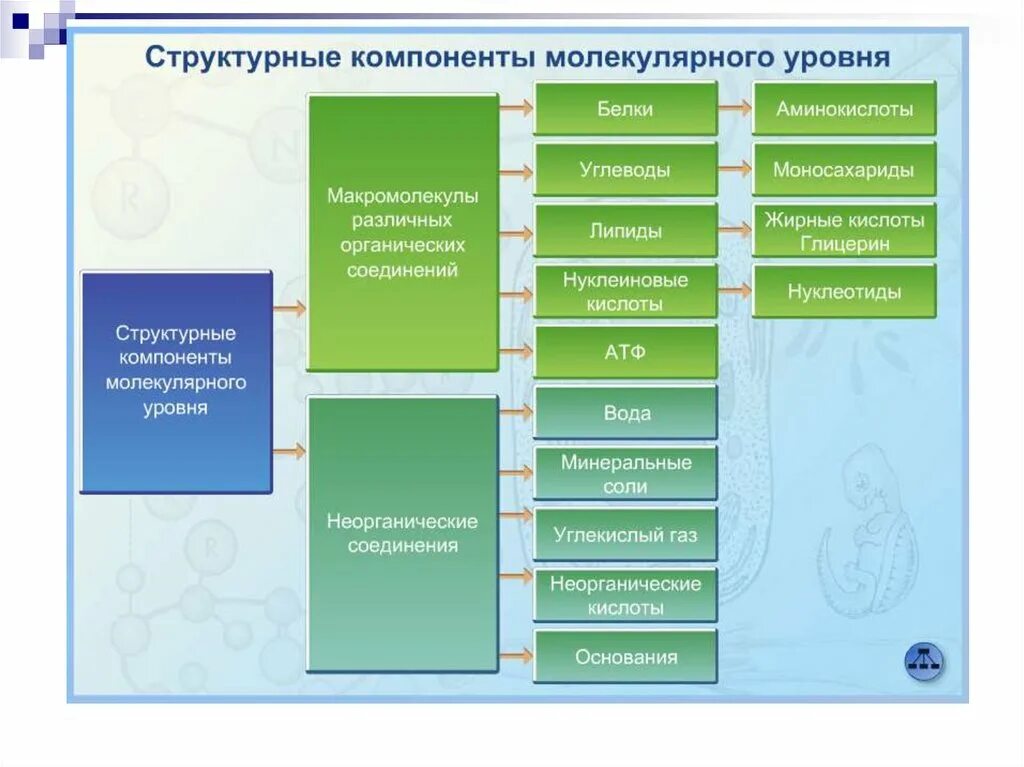 Структурные элементы молекулярного уровня жизни. Структурные компоненты молекулярного уровня. Уровни организации схема. Структурные уровни организации жизни молекулярный. Вода уровень организации