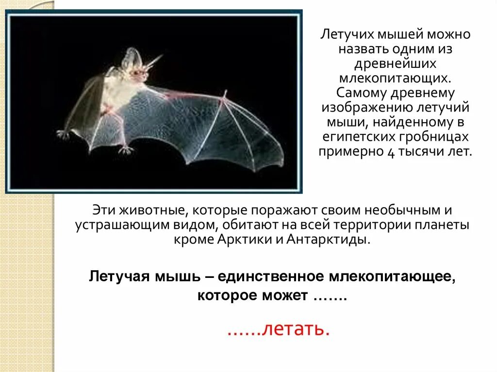Текст летучая мышь 7 класс. Классификация летучей мыши. Как можно назвать летучую мышь. Летучая мышь единственное млекопитающее, которое умеет летать.. Текст летучая мышь.