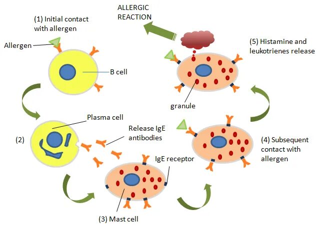 Аллерген контакты. Механизм возникновения аллергической реакции. Механизм возникновения аллергической реакции схема. Иммунологическая стадия аллергической реакции схема. Иммунологические механизмы аллергических реакций.