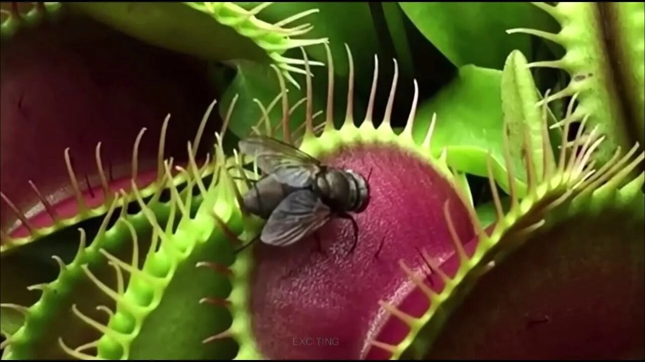 На рисунке изображена венерина мухоловка захватывающая насекомое. Венерина мухоловка. Росянка и Венерина мухоловка. Венерина мухоловка Хищные растения. Насекомоядное растение Венерина мухоловка.