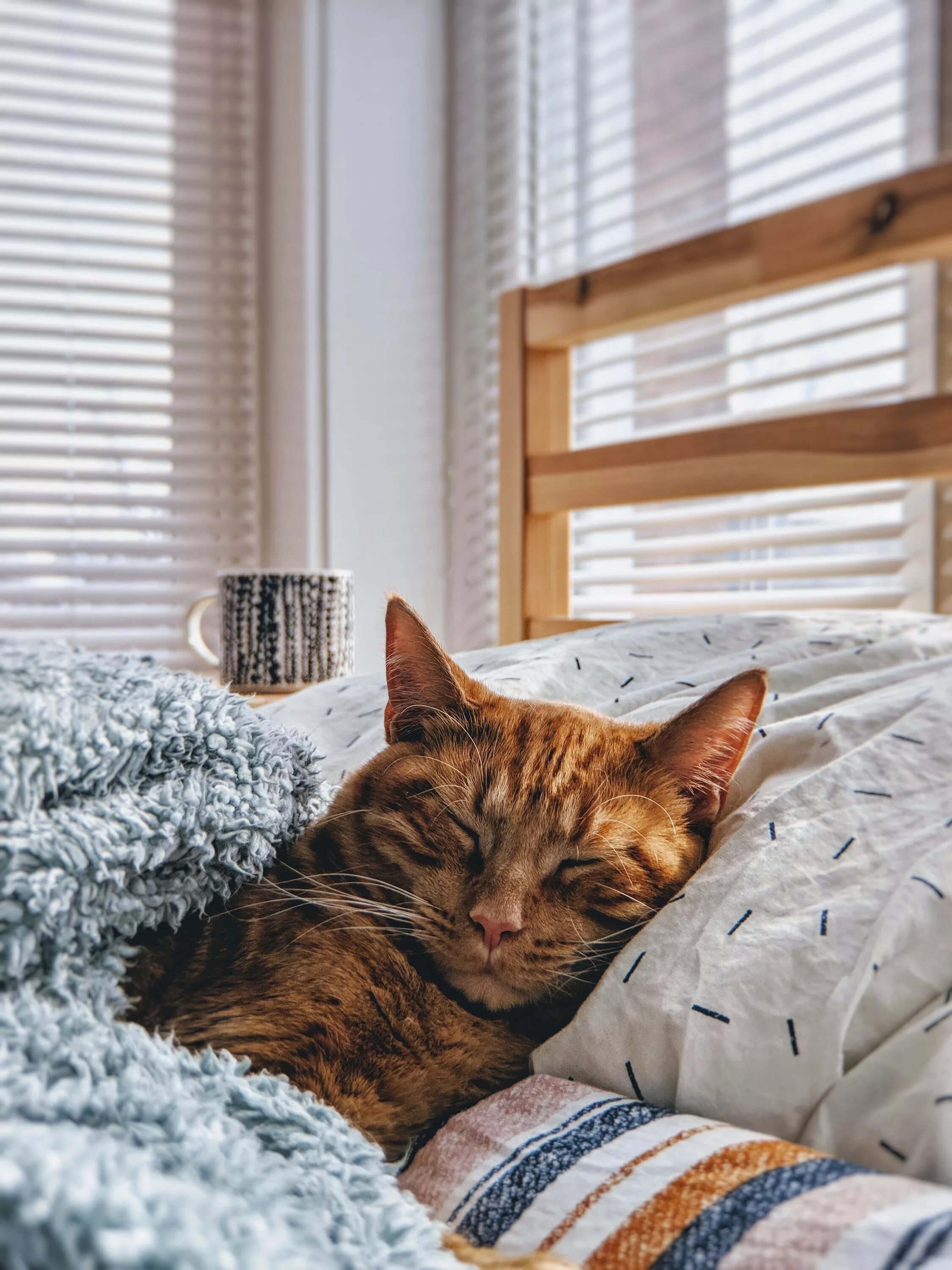 Зверь в постели. Уютные коты. Кошка дома. Кошка уют. Дом для котика.