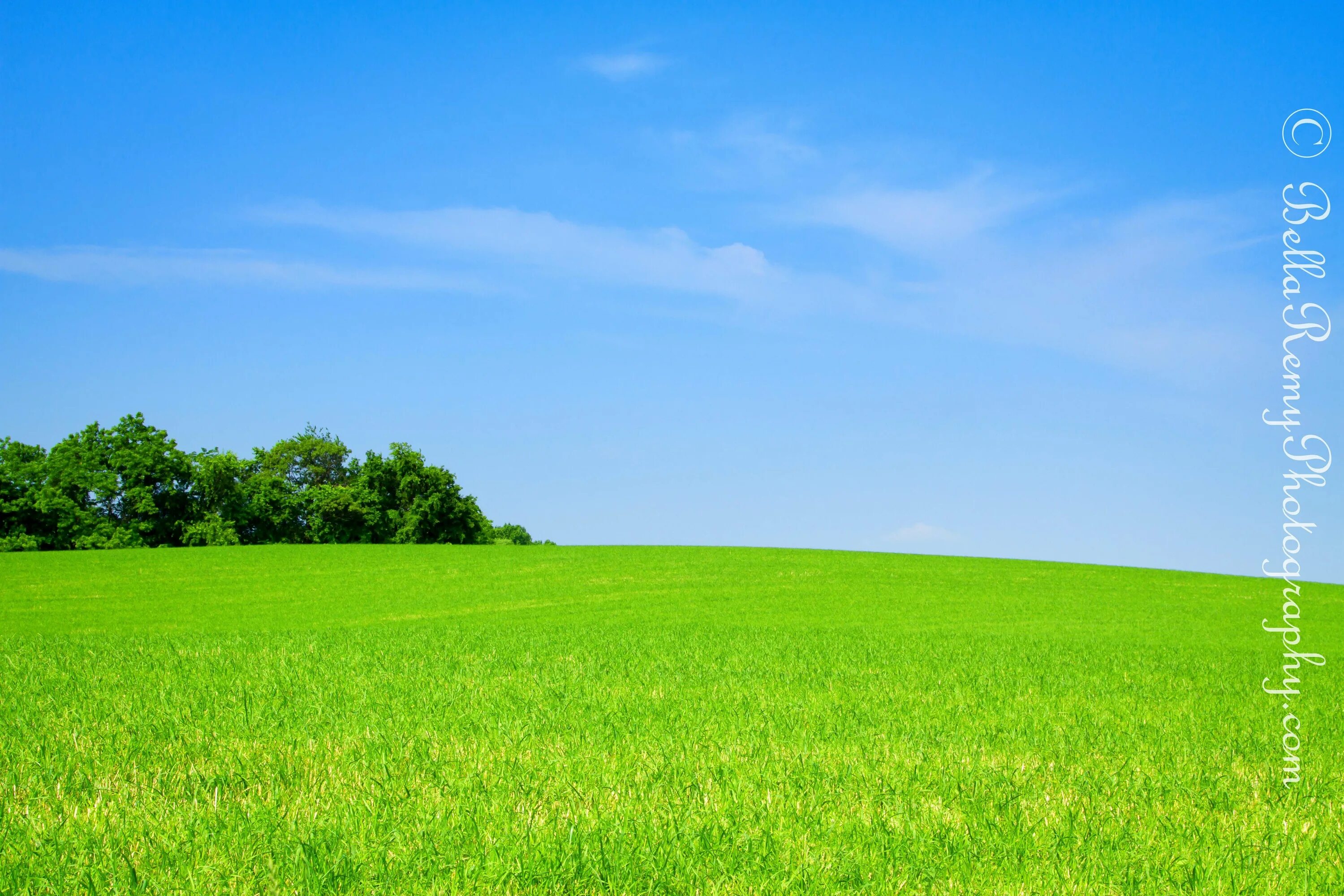 Луг какой зеленый. Зеленое поле. Поле и небо. Зеленые Луга. Луг травы и голубое небо.