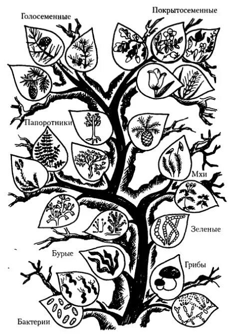 Как располагаются группы животных на родословном древе. Древо растений. Дерево эволюции растений. Родословная растений.