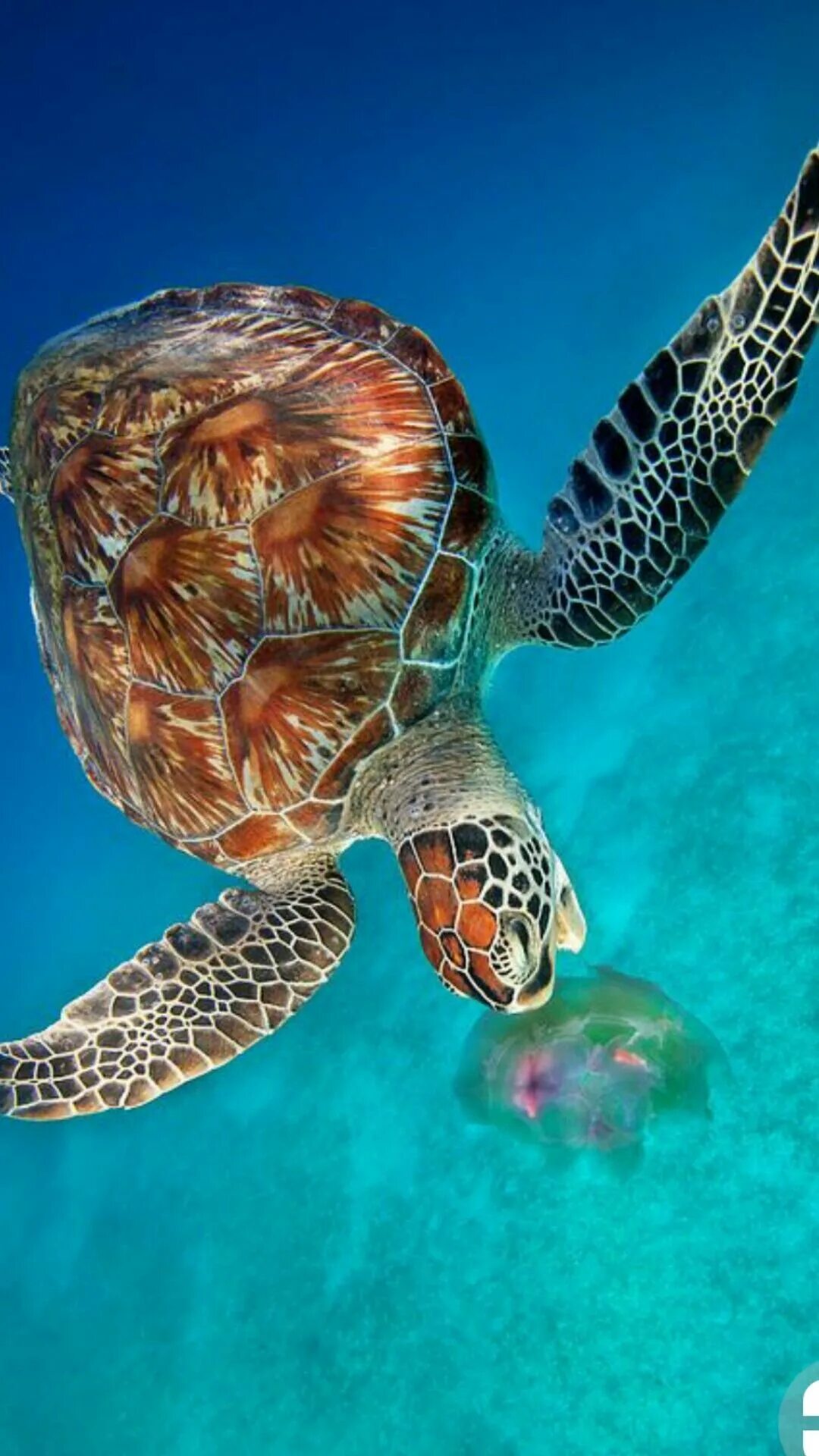 Дальян черепахи. Морская черепаха бисса. Черепаха. Водоплавающая черепаха морская. Морские обитатели черепаха.