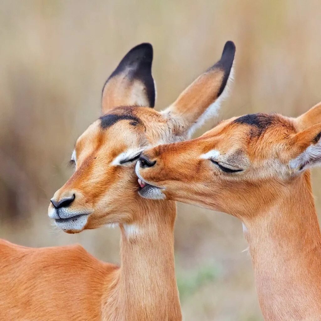 Animal couple. Антилопа Импала. Чернопятая антилопа. Влюбленные животные. Влюбленные звери.