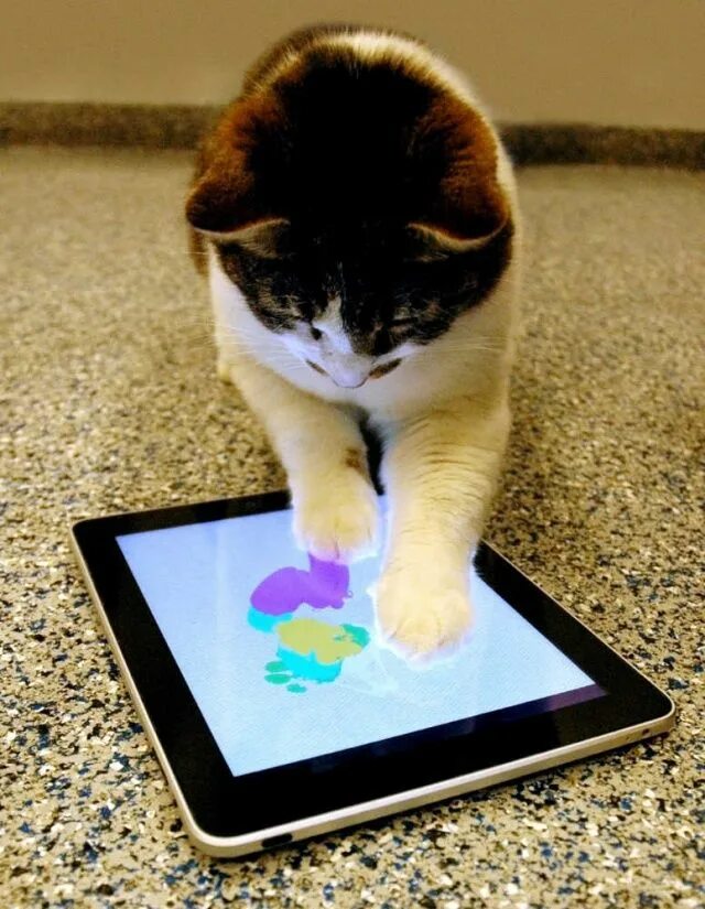Игрушка для кошки на экране телефона. Кошка с планшетом. Котик с планшетом. Кошка с айпадом. Котенок с телефоном.