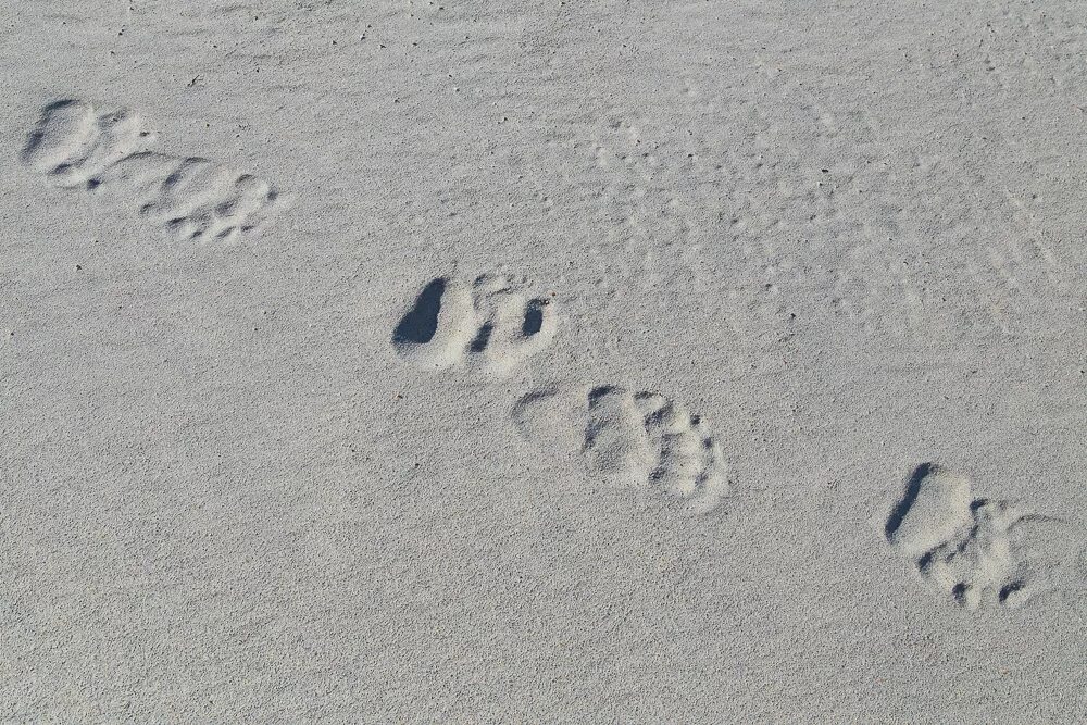Медвежьи следы на песке. Следы медведя на песке. Следы медведя. Следы медвежонка на песке.