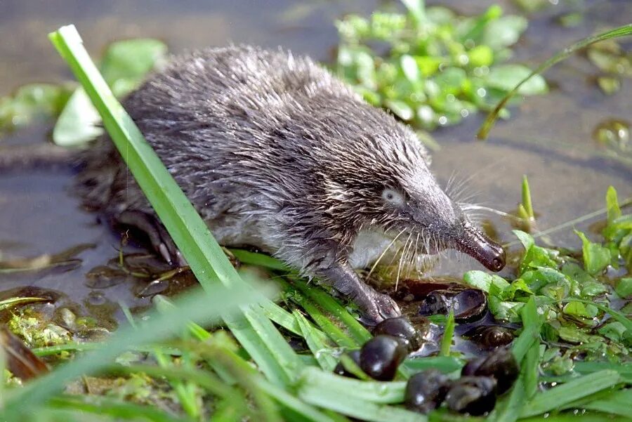 Водяная землеройка кутора. Пиренейская выхухоль. Выхухоль видео. Выхухоль и выдра. Русская выхухоль фото.