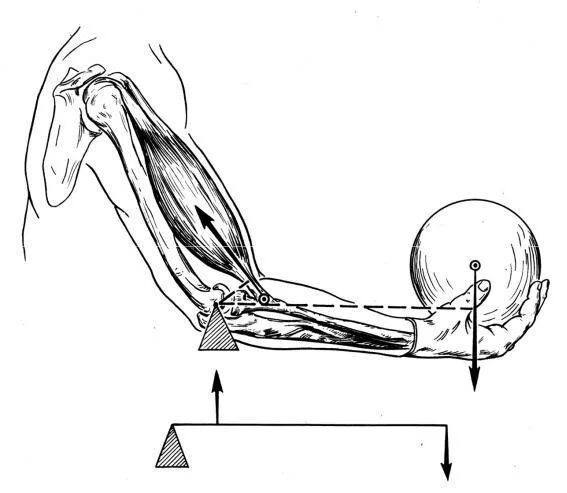 С какой силой натянута мышца. Биомеханика локтевого сустава. Биомеханика рычаг силы рычаг скорости. Мышцы сгибатели и разгибатели локтевого сустава. Биомеханика тела рычаги.