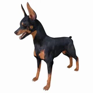 Dobermans 3d