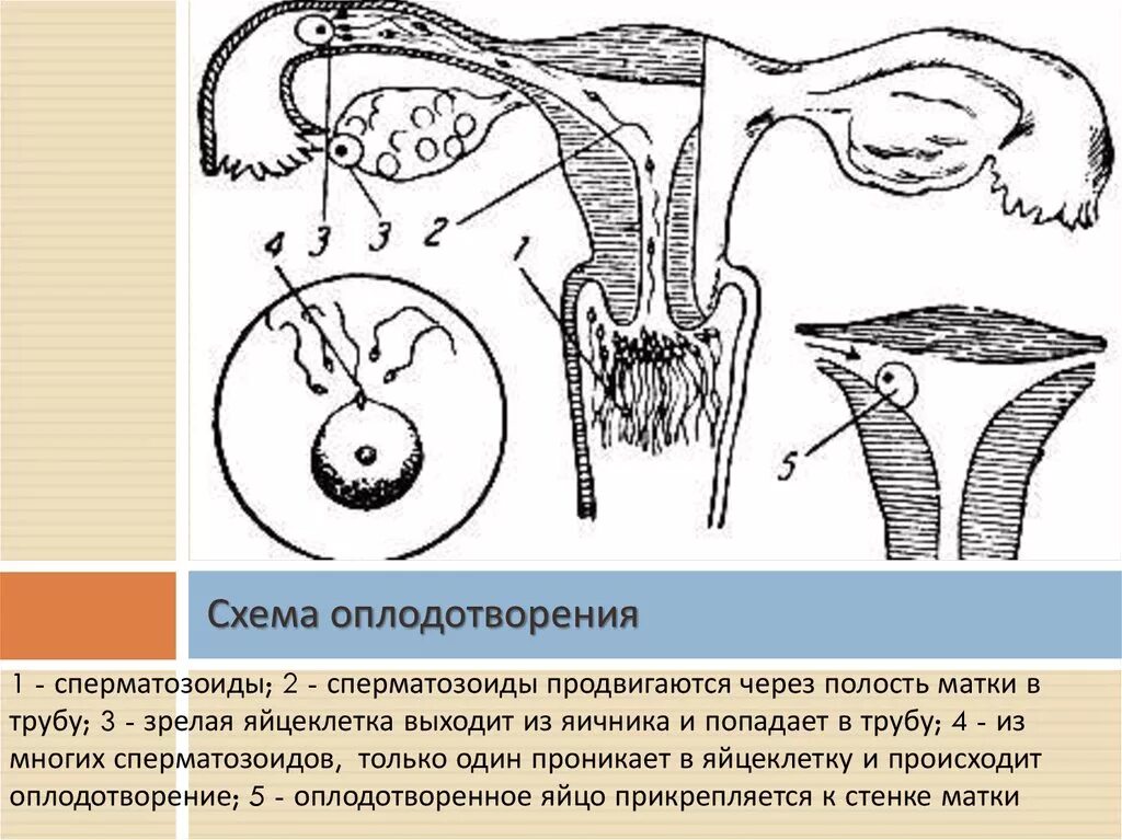 Оплодотворение в полости матки. Оплодотворение в маточной трубе. Движение яйцеклетки в матку схема. Движение яйцеклетки из яичника в матку схема. Матка оплодотворение схема.