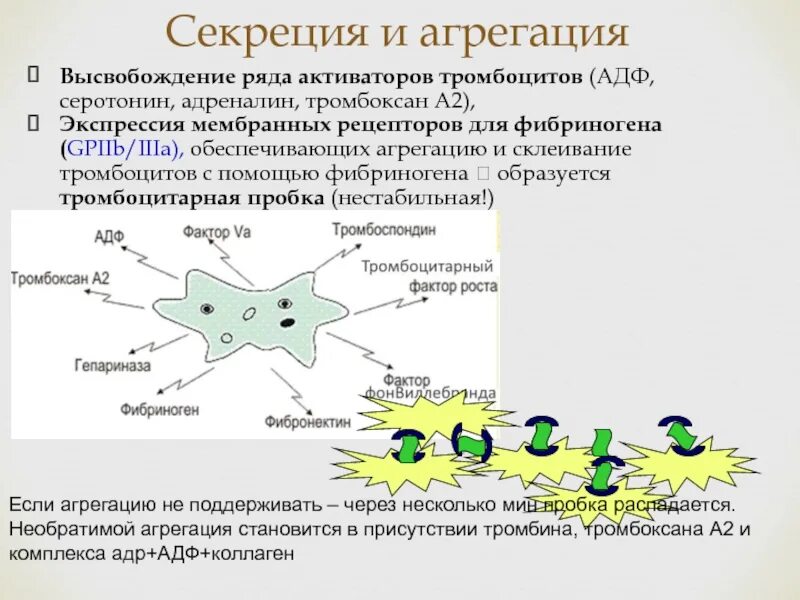 Коллаген агрегация. Эпинефрин-индуцированной агрегации тромбоцитов.. Агрегация тромбоцитов с АДФ. Рецепторов GPIIB/IIIA. АДФ тромбоцитов.