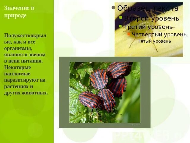 Полужесткокрылые насекомые строение. Отряд полужесткокрылые. Отряд клопы или полужесткокрылые. Характеристика отряда полужесткокрылые клопы. Клоп платановая кружевница.