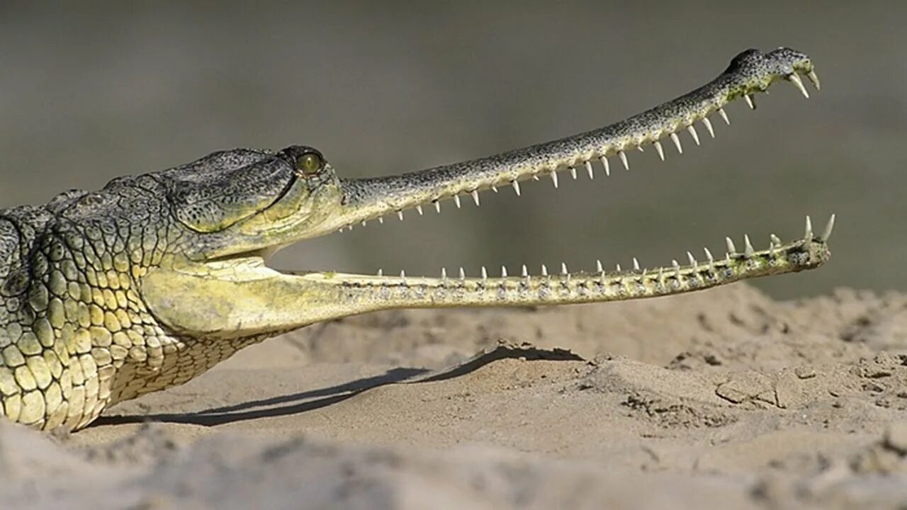 Гангский гавиал. Гавиал крокодил. Гангский гавиал крокодилы. Gharial крокодил. Желтая пасть