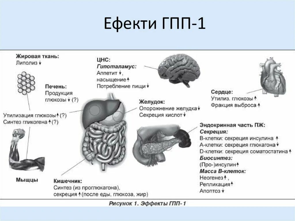 Механизм действия агонистов гпп 1. Глюкагоноподобного пептида 1 гпп 1. Механизм действия агонистов рецепторов глюкагоноподобного пептида-1. Механизм действия агонистов рецепторов глюкагоноподобного пептида-1. Агонисты рецепторов глюкагоноподобного пептида 1 гпп 1.