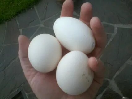 Куры с крупными яйцами