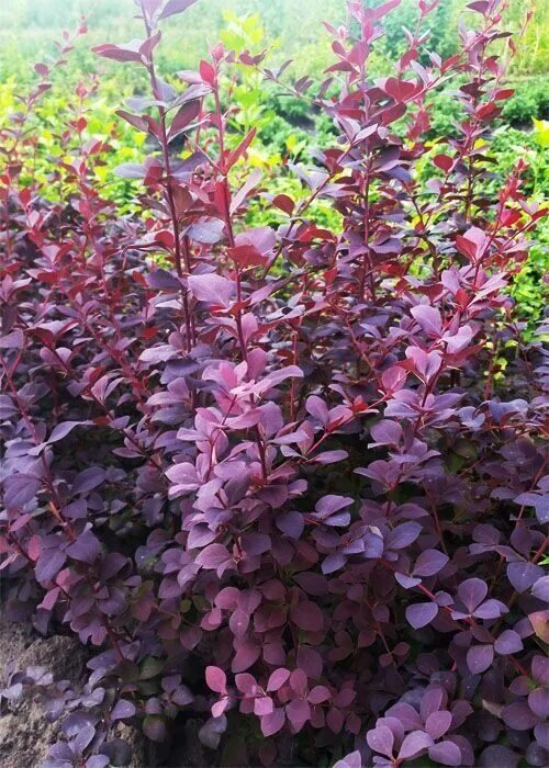 purple diamond loropetalum - Bing images (With images) Wholesale nursery, Holly 