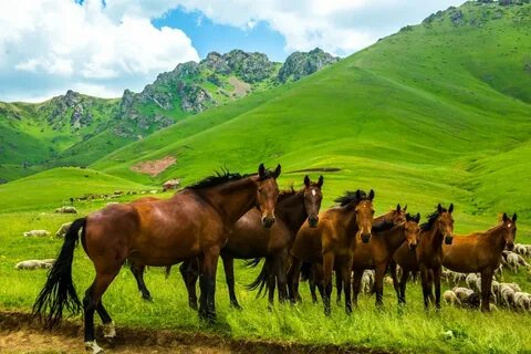 Картинка природа казахстана
