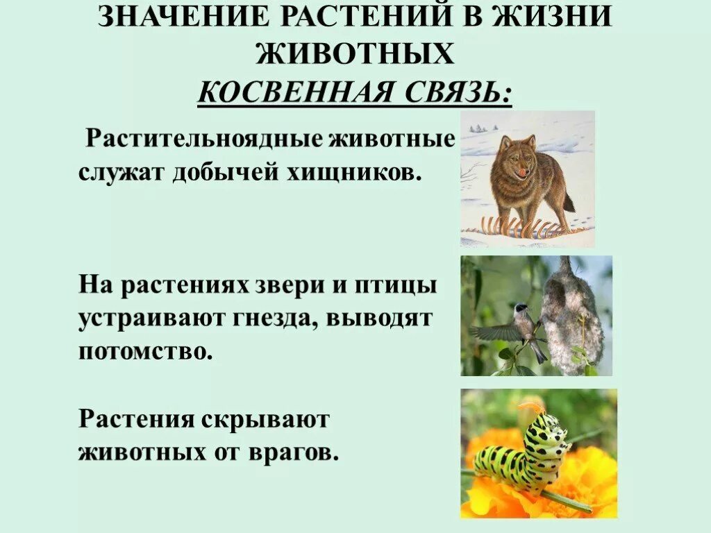 Взаимодействие растений и животных. Взаимоотношение животных и растений. Взаимосвязь растений и животных. Между растениями и животными.