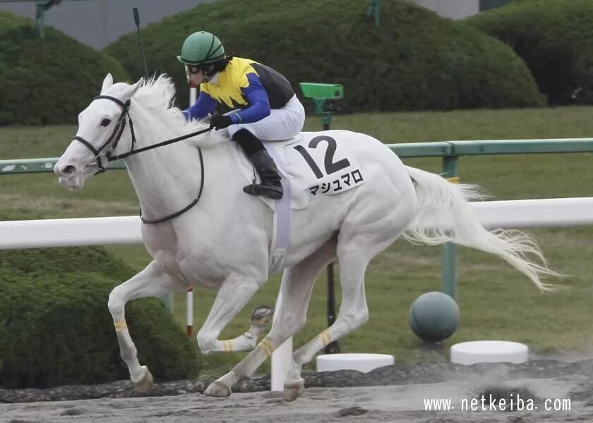 Красивый конь. Белая лошадь. Белый скачки. Английская чистокровная верховая лошадь. Аравийский скакун.