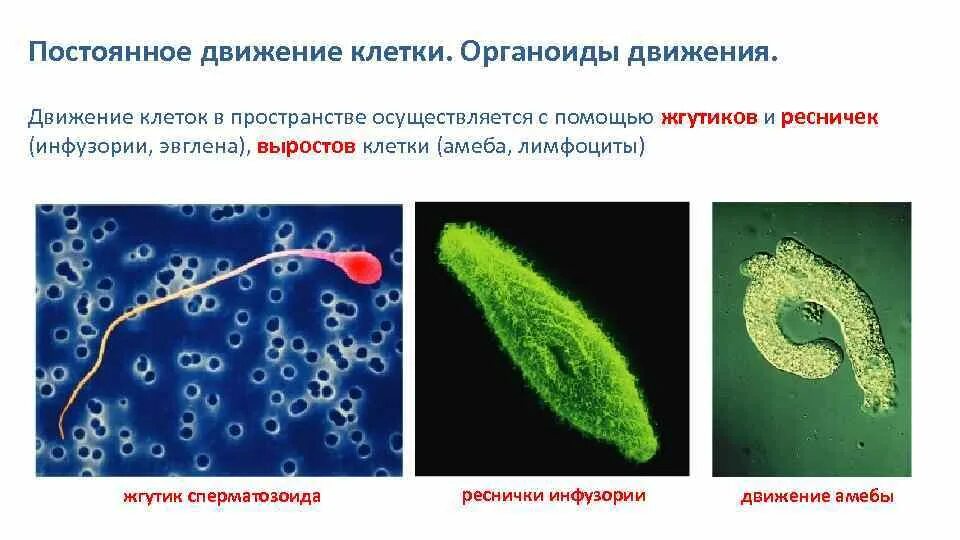 Движение клетки. Движения клетки органоиды клетки.