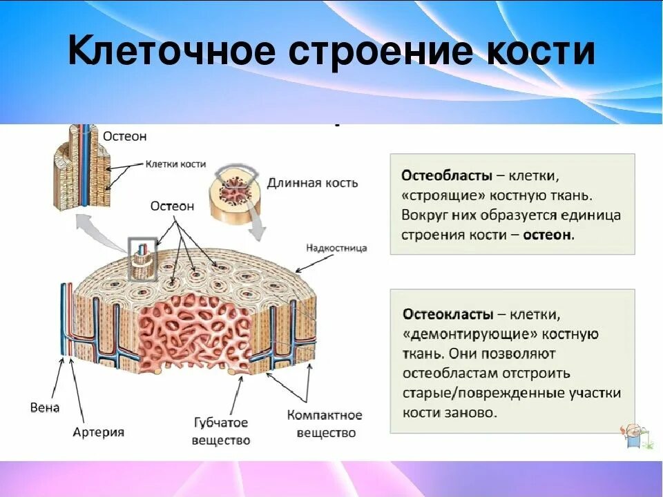 Клеточное строение ткани состоит из. Состав кости строение кости остеон. строение костной ткани остеобласты. скелетная костная ткань строение. костная ткань структуру клетки.
