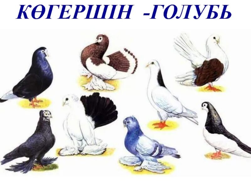 Различные породы голубей. Породы голубей и их названия. Породы голубей с подписями. Виды голубей на одной картинке. Құстар біздің досымыз сурет