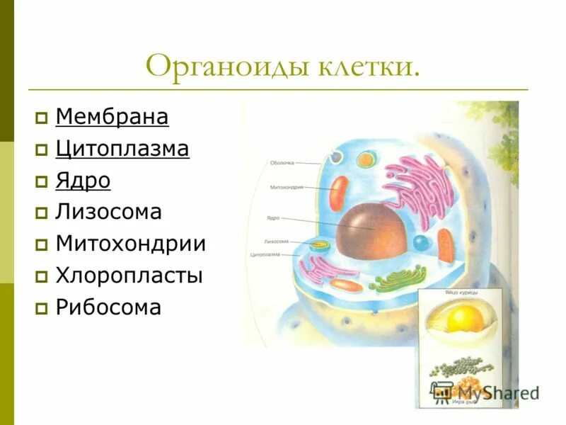 Митохондрии лизосомы функции. Клетка органоиды ядро рибосомы лизосомы. Ядро, митохондрии это органоиды клетки. Цитоплазма и органоиды клетки. Органоиды цитоплазмы.