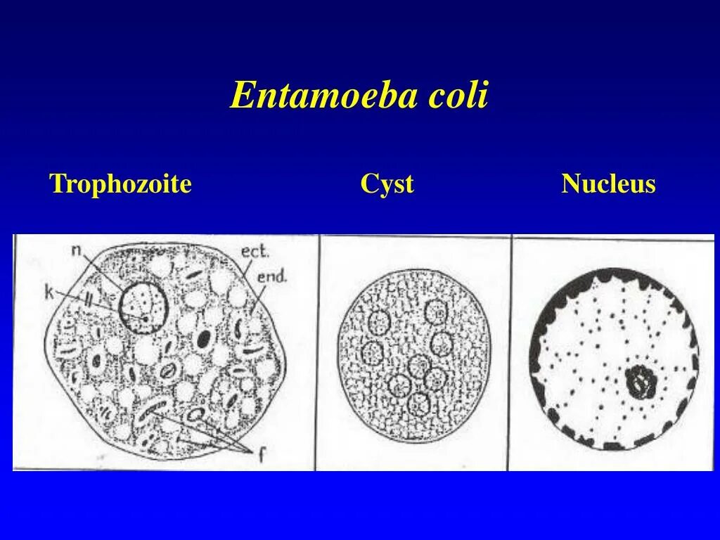 Entamoeba coli циста строение. Цисты Entamoeba coli 0 1. Цисты кишечной амебы (Entamoeba coli). Entamoeba coli в кале