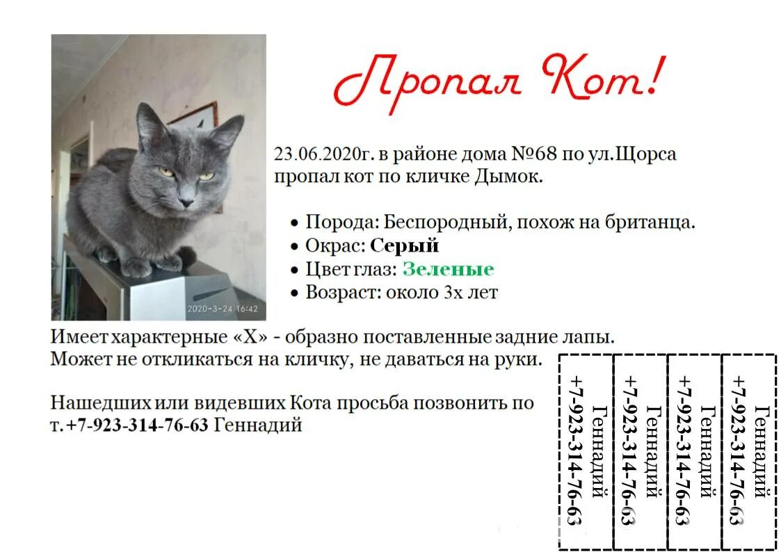 Объявление о пропаже кошки образец 3 класс. Объявление о пропаже кошки образец 3 класс