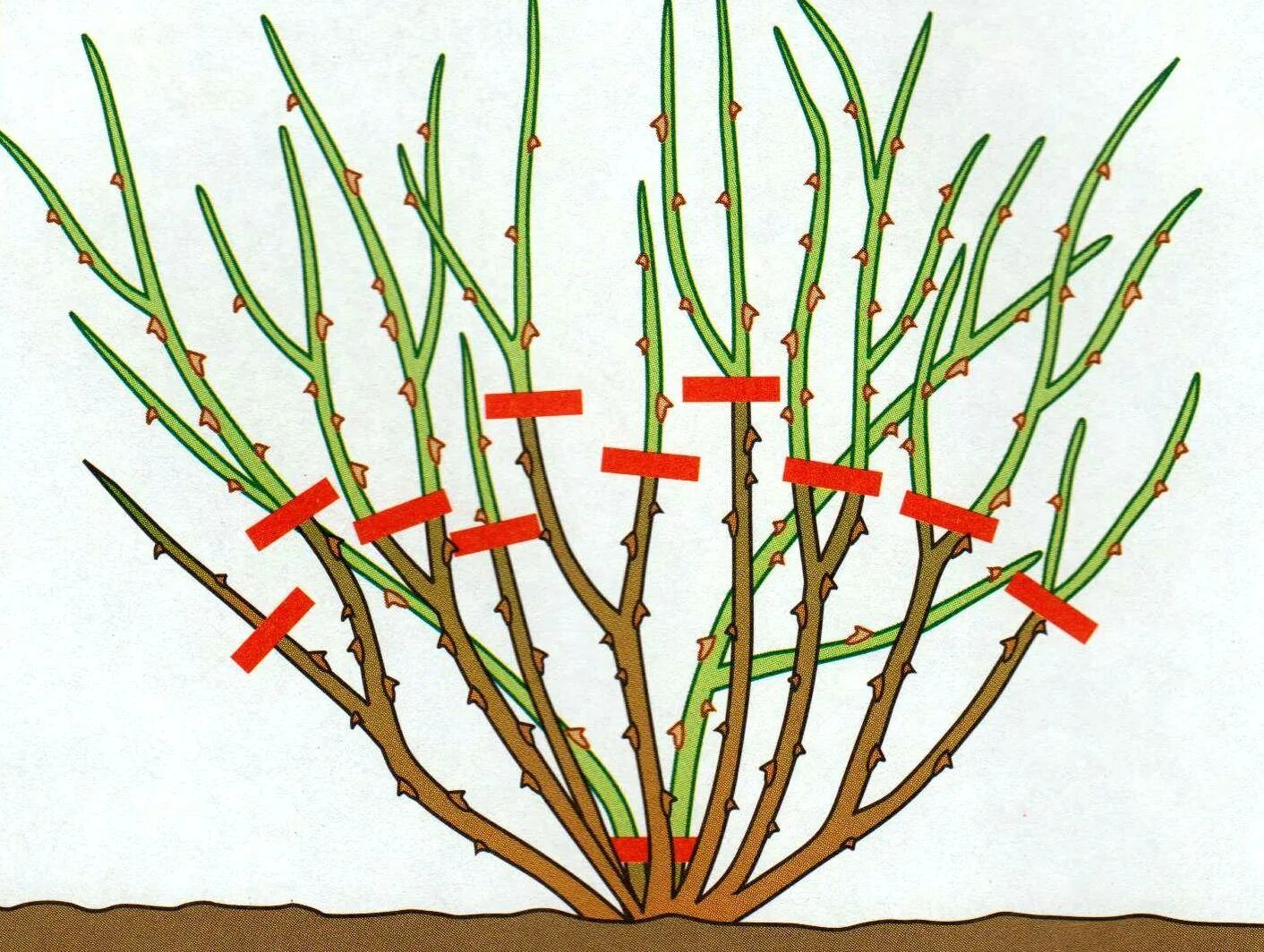 Когда обрезать розы весной в средней полосе. Формировка плетистой розы. Схема обрезки крыжовника. Обрезка плетистых роз. Осенняя обрезка смородины и крыжовника.