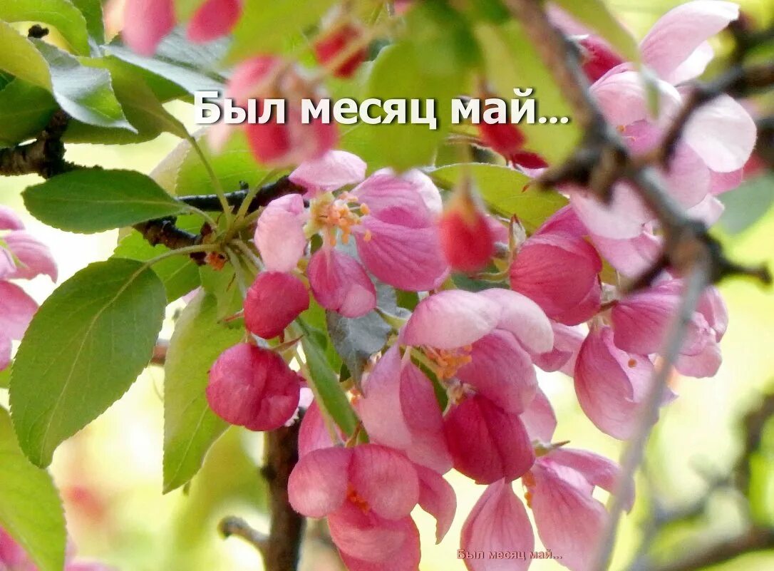 May this month. Месяц май. Картинки мая месяца. Месяц май картинки. Цветы месяца мая.