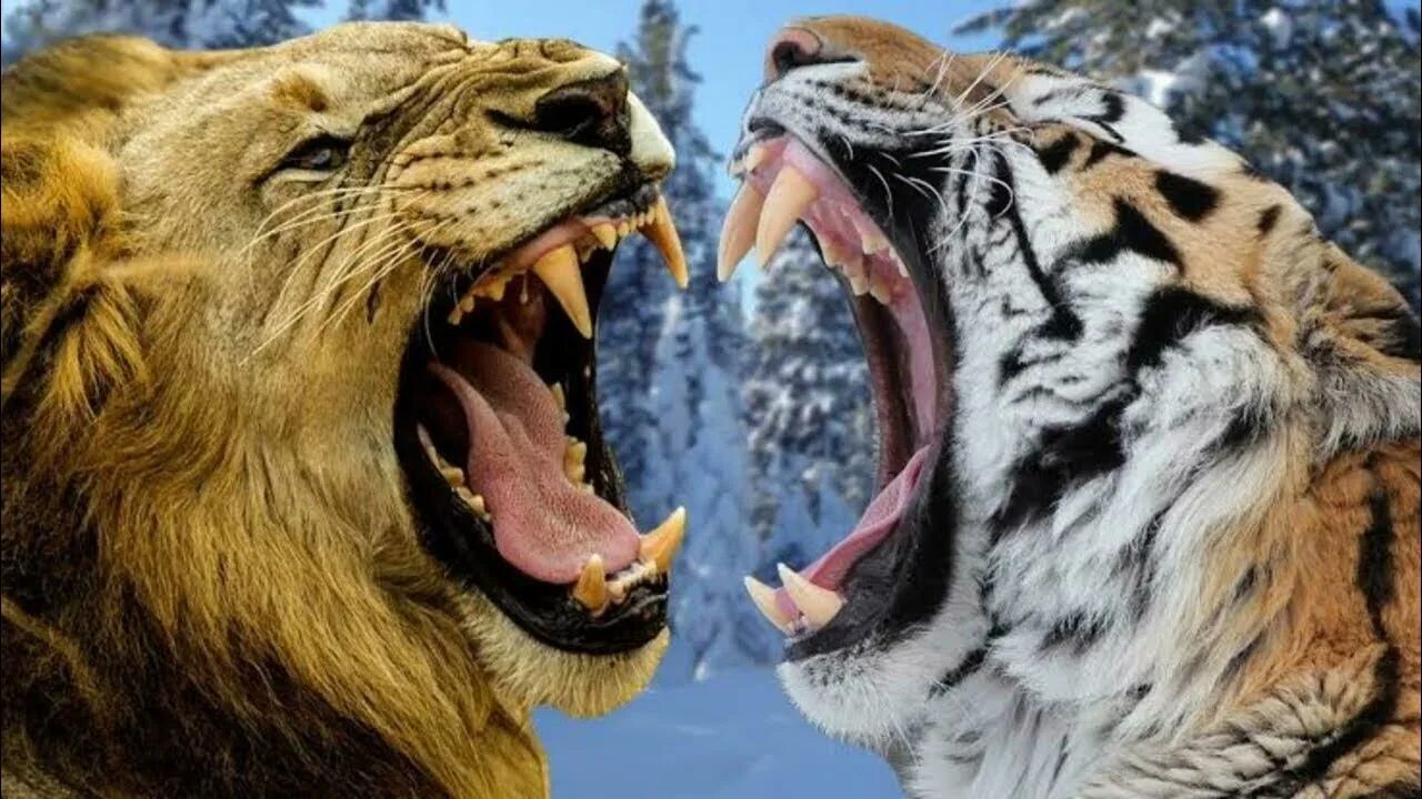 Амурский тигр против. Лев против тигра. Амурский тигр против африканского Льва. Тигр сильнее Льва.