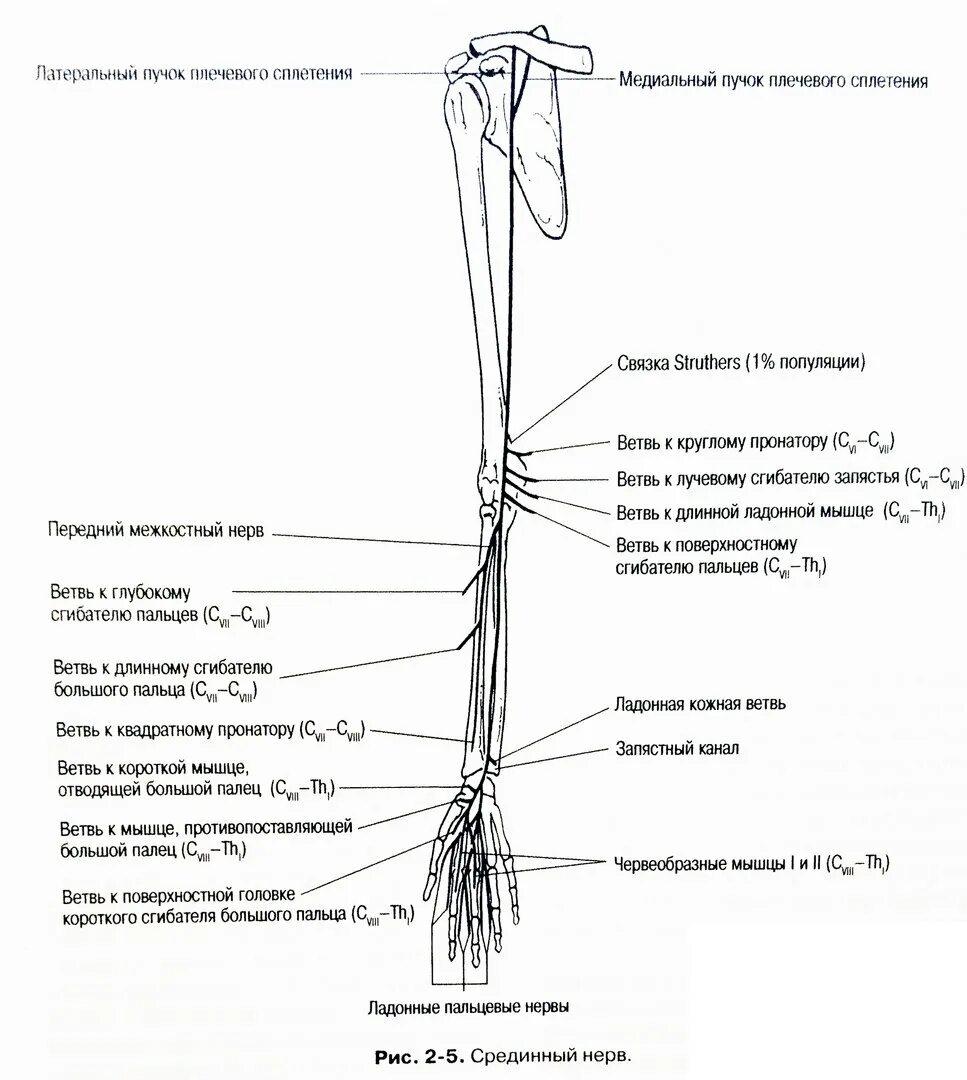 Плечевое сплетение схема иннервация. Иннервация верхней конечности плечевое сплетение. Схема иннервации мышц верхней конечности. Схема иннервации плечевого сплетения верхней конечности.
