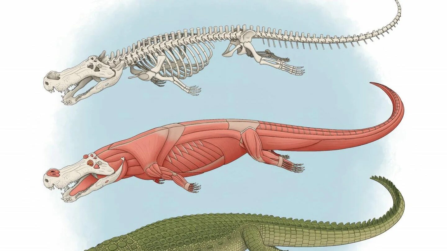 A crocodile is longer than a