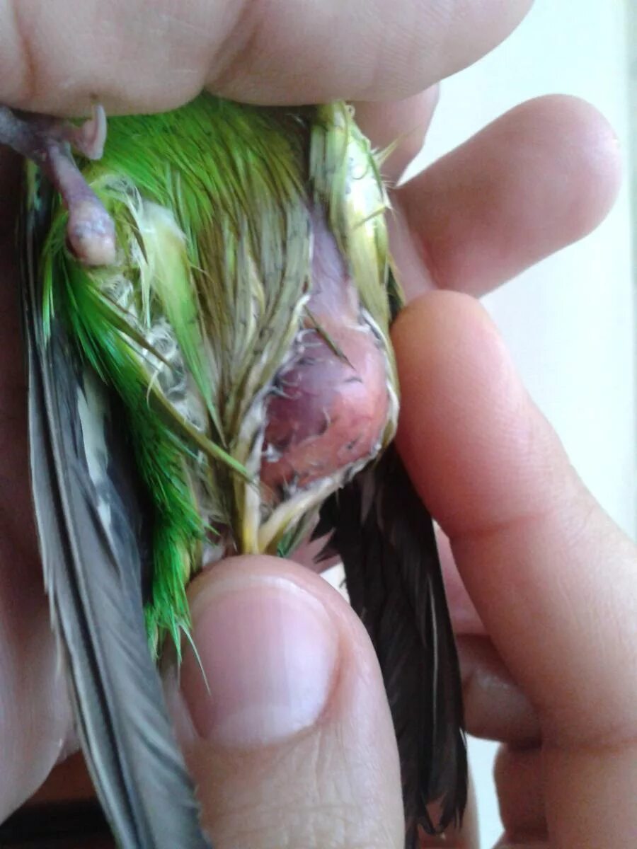 Как понять что попугай болеет. Как понять что попугай болеет. Как понять что попугай болеет. Заболевания волнистых попугаев. Волнистый попугай заболел.