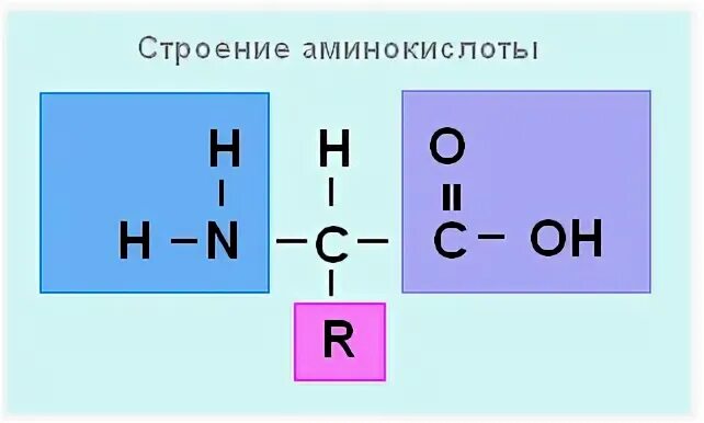 Найдите ошибку в молекуле рнк. Найдите ошибку в молекуле рнк