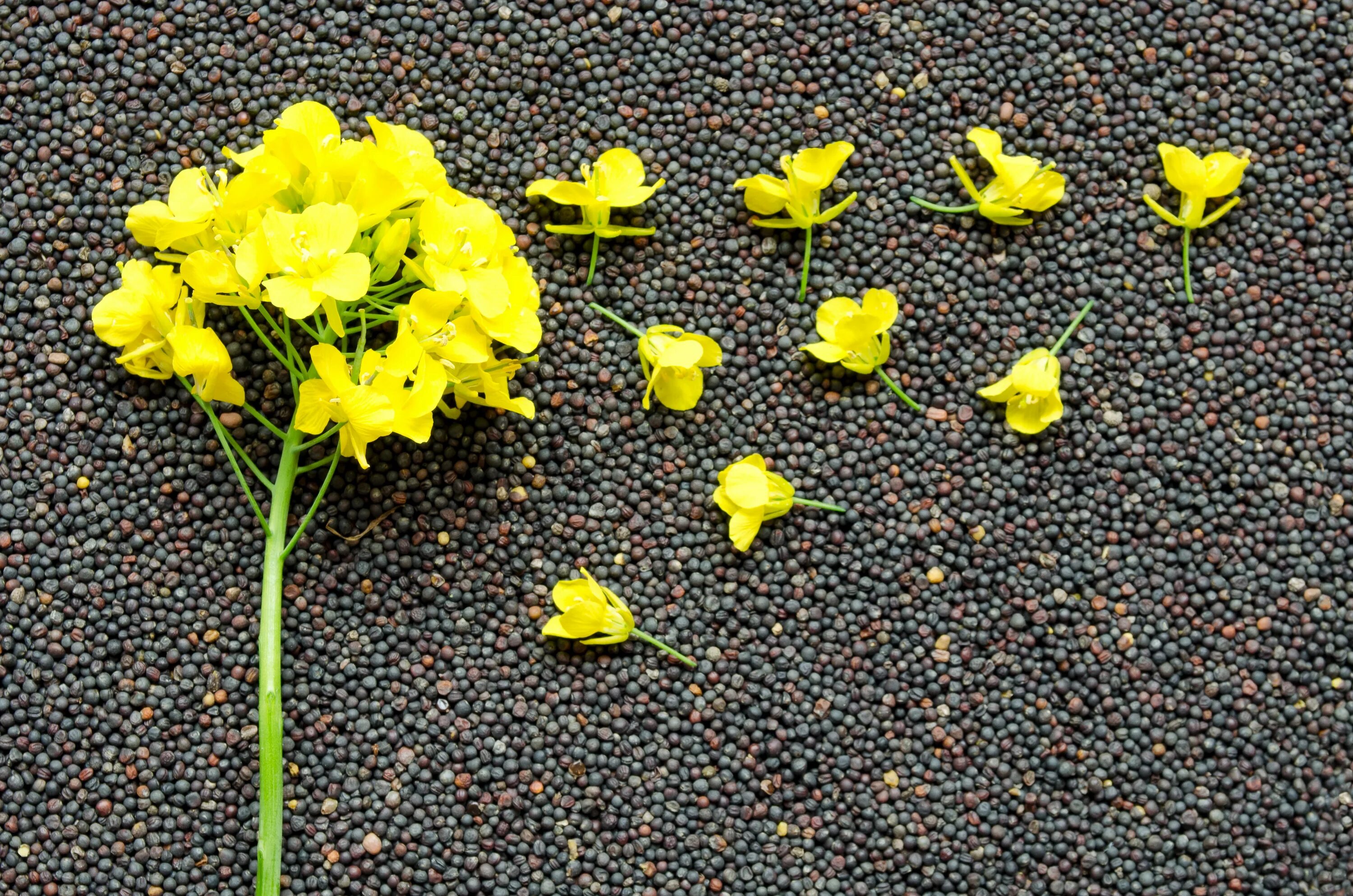 Рапс где используют. Рапс семена. рапс – brassica napus.. рапс яровой кольза. семена озимого рапса.