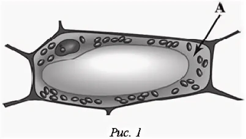 структура растительной клетки 6 класс впр. рассмотрите рисунок растительной клетки впр. рассмотрите рисунок растительной клетки рис 1. впр 6 класс по биологии рассмотрите рисунок растительной клетки. рассмотрите рисунок растительной клетки впр.
