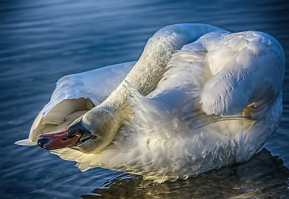 красивые лебеди. лебедь плавает. дикие лебеди. дикие лебеди фото. дикие лебеди фото.