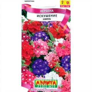 Вербена семена фото