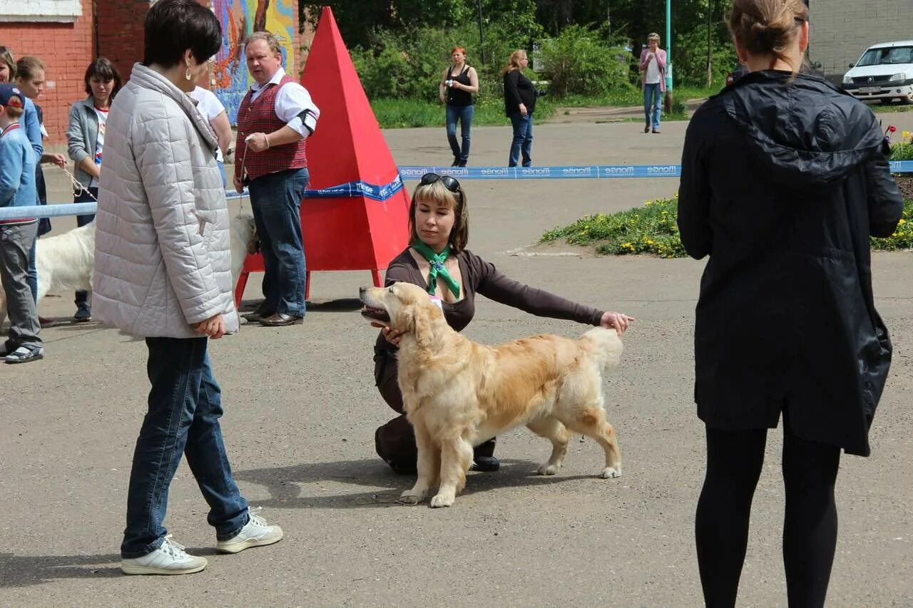 Выставка собак 26 октября. Выставка собак на улице.
