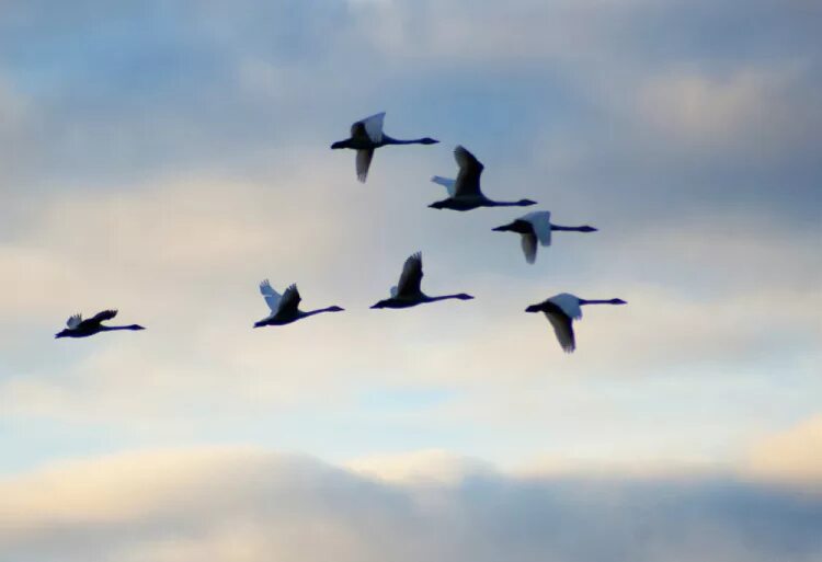 Птицы белые летели и кричали текст. Стая лебедей. Стая лебедей в небе. Стая перелетных птиц.
