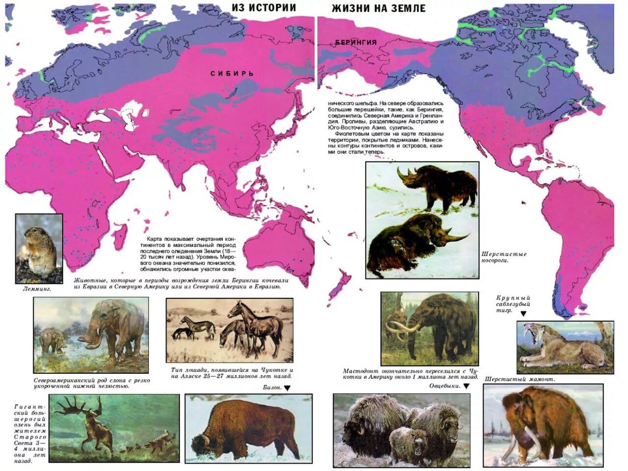 Почва северной америки и евразии. Карта населения животных. Животные Северной Евразии. Северная Америка Берингия. Северная Евразия на карте.