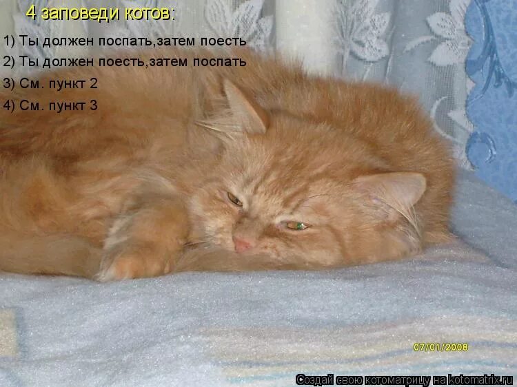 Она еще пожалеет. Тебя пожалеть прикольные. Женщина страдает. Кошка и собака любовь. Жалеть человека.