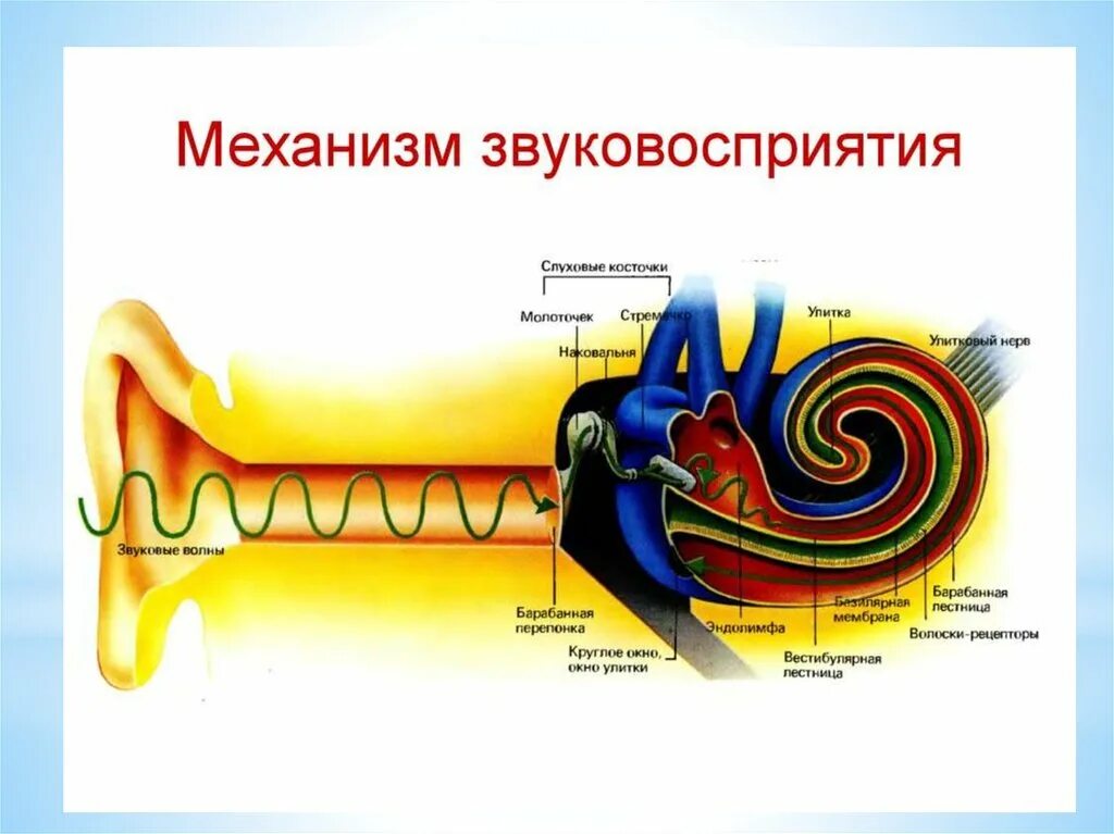 То что слышит человек физика. Механизм восприятия звука слуховым анализатором. Механизм звуковосприятия и звукопроведения схема. Механизм восприятия слуха слуховой анализатор. Строение органа слуха.