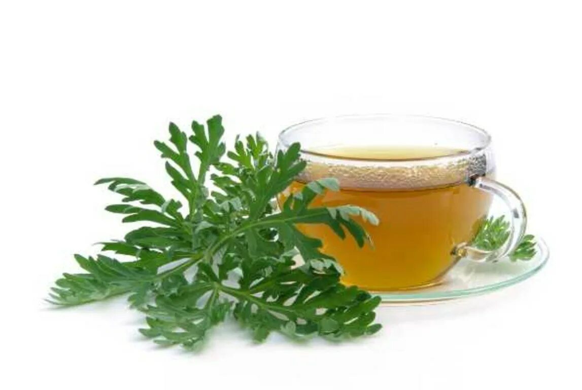 Полынь горькая отвар. Можно пить отвар полыни. Полынь чай. Отвар травы полыни. Отвар травы полыни.