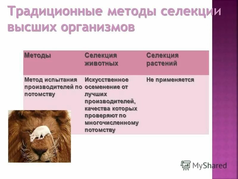 Искусственное осеменение селекция. Селекция животных методы испытания.